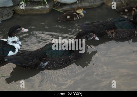 Quelques canards nageant dans la rivière dans la ferme. La vie rurale Banque D'Images