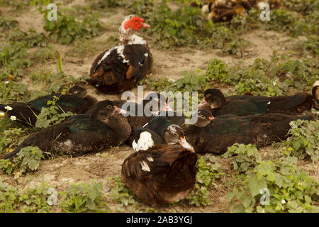 Plusieurs canards dormant ensemble sur la prairie. Élevage de volaille. Mode de vie rural Banque D'Images