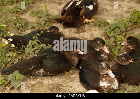 Plusieurs canards dormant ensemble sur la prairie. Élevage de volaille. Mode de vie rural Banque D'Images