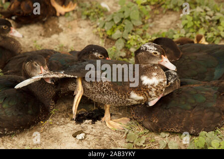 Plusieurs canards dormant ensemble sur la prairie. Le canard tente de s'envoler. Élevage de volaille. Mode de vie rural Banque D'Images