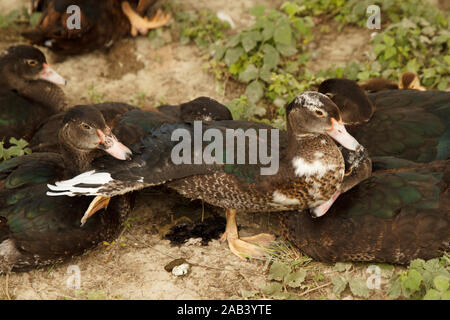 Plusieurs canards dormant ensemble sur la prairie. Le canard tente de s'envoler. Élevage de volaille. Mode de vie rural Banque D'Images