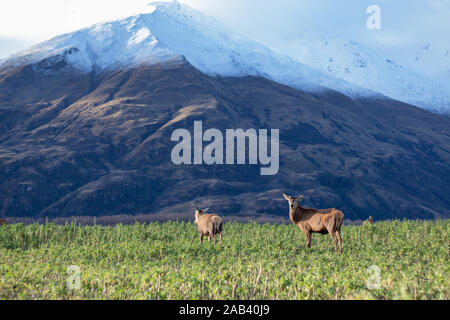 Vue sur deux cerfs sur un champ vert avec montagne enneigée en arrière-plan en hiver. Mount Aspiring National Park, New Zealand Banque D'Images