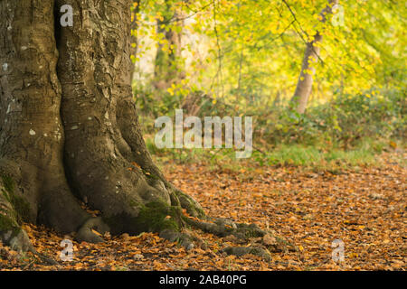 Un tronc d'arbre entouré avec des feuilles tombées dynamique de ses branches pendant les mois d'automne Banque D'Images