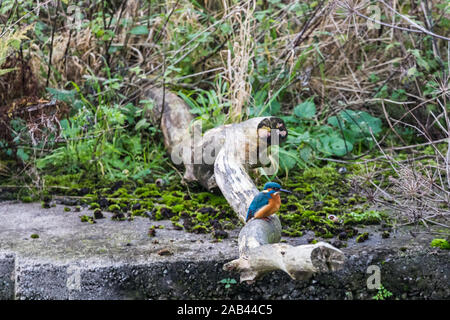 Un oiseau Kingfisher vu l'attente sur une branche tombée à côté d'une digue dans le Merseyside en novembre 2019. Banque D'Images