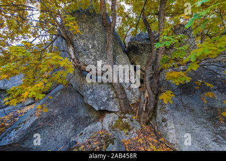 L'Érable, Acer macrophyllum, parmi les rochers le long de la prairie Zumwalt Boucle dans la région de Cedar Grove Kings Canyon National Park, California, USA Banque D'Images