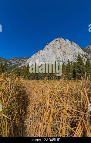 Meadow Zumwalt Boucle avec vue sur le dôme du nord dans la région de Cedar Grove Kings Canyon National Park, California, USA Banque D'Images