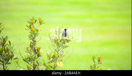 Superbe vue d'un oiseau le Javan Myna sur une branche d'arbre avec un arrière-plan flou vert à Singapour. Banque D'Images