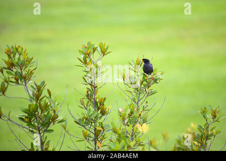 Superbe vue d'un oiseau le Javan Myna sur une branche d'arbre avec un arrière-plan flou vert à Singapour. Banque D'Images