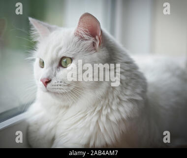 Chat Blanc moelleux portant sur rebord de la looking out window Banque D'Images