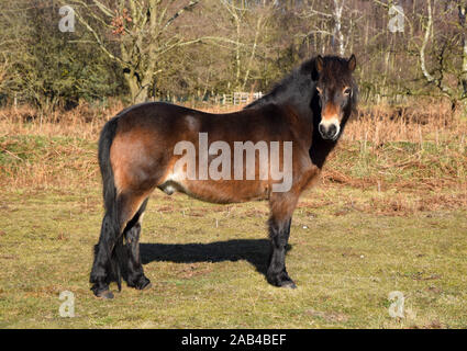 Poneys exmoor sur knettishall heath, Suffolk, Angleterre Banque D'Images