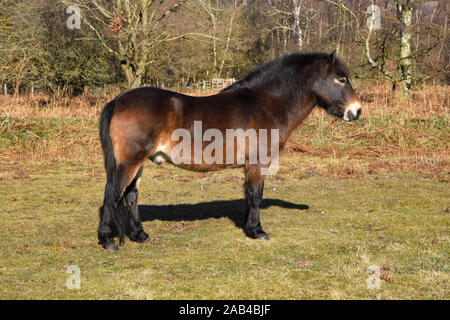 Poneys exmoor sur knettishall heath, Suffolk, Angleterre Banque D'Images