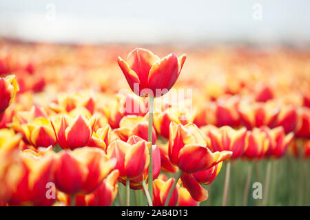 Tulipes orange d'en haut Banque D'Images