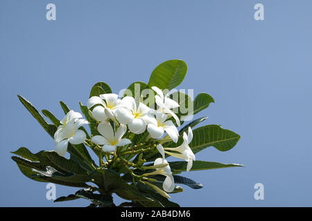 La direction générale de l'établissement Frangipani avec fleurs blanches et bleu ciel - Plumeria obtusa Singapour cimetière fleur, copy space, parfumé Temple tree, Close up, Pattaya Banque D'Images