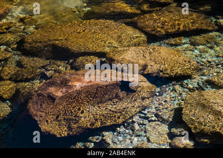 L'eau claire et des vagues de Kings River le long de la prairie Zumwalt Boucle dans la région de Cedar Grove Kings Canyon National Park, California, USA Banque D'Images