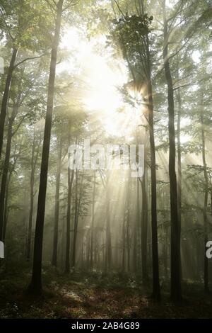 Au début de l'automne forêt de hêtres à l'aube. Banque D'Images