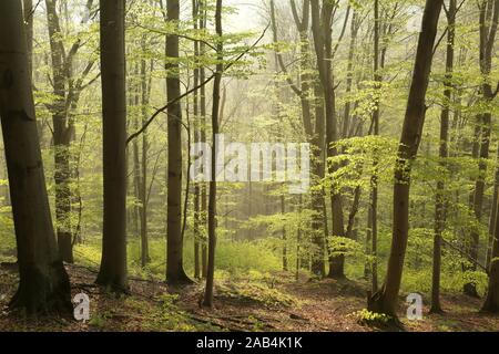 Forêt de hêtres de printemps dans une réserve naturelle en contre-jour au soleil levant. Banque D'Images