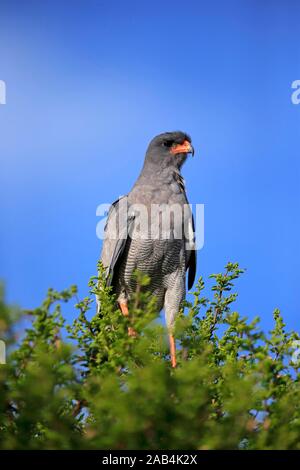 Chant pâle autour des palombes (Melierax canorus), adulte, comité permanent sur l'arbre, Mountain Zebra National Park, Eastern Cape, Afrique du Sud Banque D'Images