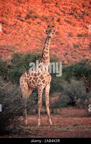 Le sud de Girafe (Giraffa camelopardalis giraffa), adulte, debout dans la brousse, lumière du soir, Kuruman, North Cape, Afrique du Sud Banque D'Images