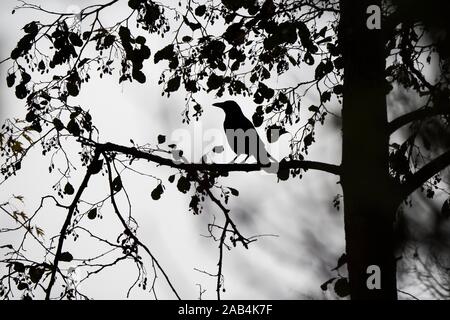 Corbeau (Corvus corone) Comité permanent sur branch, silhouette, Hesse, Allemagne Banque D'Images