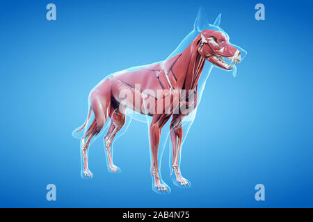 Anatomie en rendu 3d illustration de la canine du système musculaire Banque D'Images