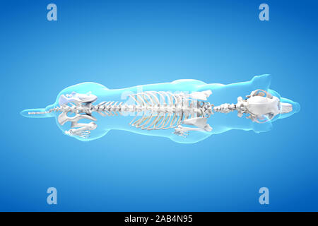 Anatomie en rendu 3d illustration de la canine Banque D'Images