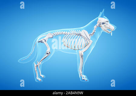 Anatomie en rendu 3d illustration de la canine Banque D'Images