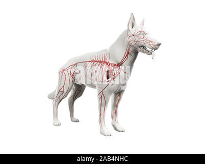 Anatomie en rendu 3d illustration de la canine Banque D'Images