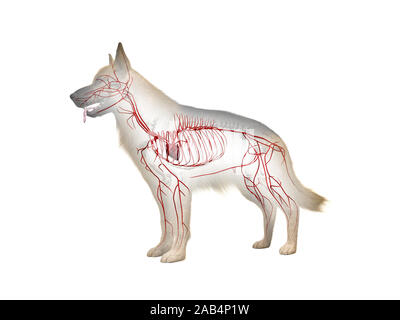 Anatomie en rendu 3d illustration des artères canine Banque D'Images