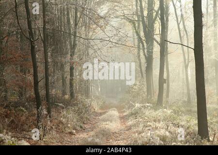 Sentier forestier parmi les plantes couvertes de givre sur un froid matin de novembre. Banque D'Images