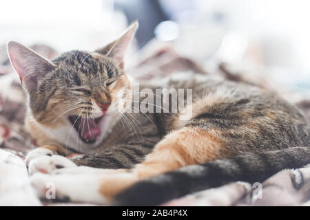Portrait d'un chat dans le bâillement chambres d'humain. Banque D'Images
