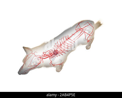 Anatomie en rendu 3d illustration des artères canine Banque D'Images