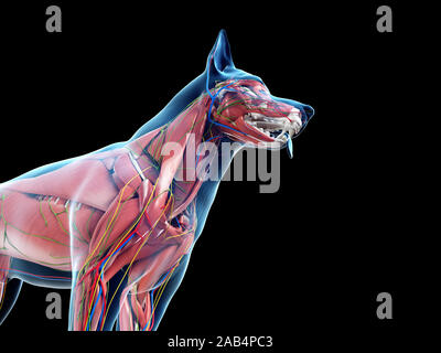 Anatomie en rendu 3d illustration de l'anatomie canine Banque D'Images