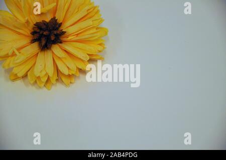 Décoration automne fleur jaune séché dans le coin de fond blanc Banque D'Images