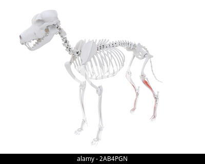 Rendu 3d illustration de l'anatomie musculaire chien - extenseur commun des orteils Banque D'Images