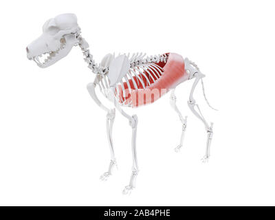 Rendu 3d illustration de l'anatomie musculaire chien - oblique abdominale externe Banque D'Images