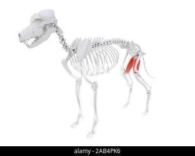 Rendu 3d illustration de l'anatomie du muscle gracilis - chien Banque D'Images