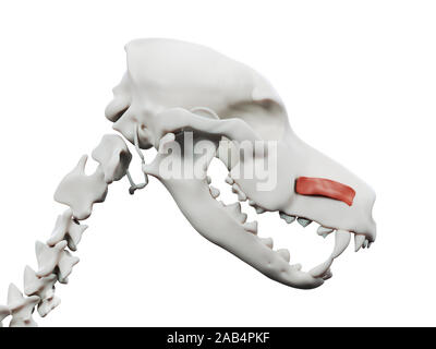 Rendu 3d illustration de l'anatomie musculaire chien - caninus Banque D'Images