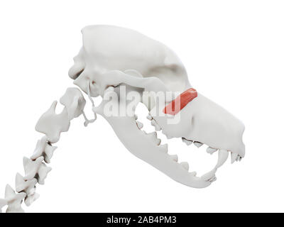 Rendu 3d illustration de l'anatomie musculaire chien - malaris Banque D'Images