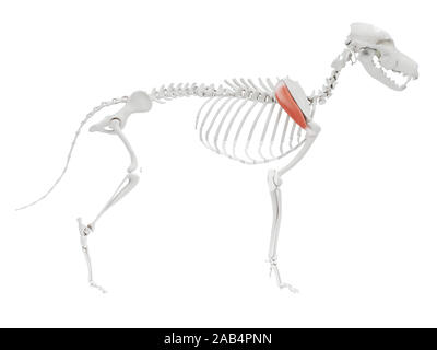 Rendu 3d illustration de l'anatomie du muscle sous-épineux - chien Banque D'Images