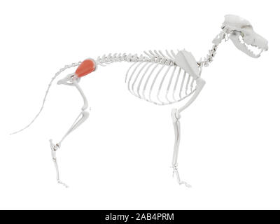 Rendu 3d illustration de l'anatomie musculaire chien - gluteus medius Banque D'Images