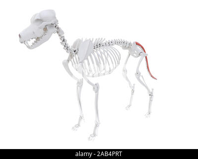 Rendu 3d illustration de l'Anatomie muscle sacrocaudalis - chien Banque D'Images