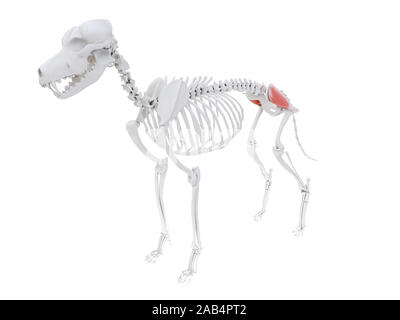 Rendu 3d illustration de l'anatomie musculaire chien - gluteus medius Banque D'Images