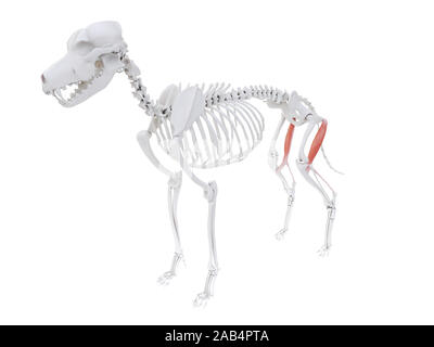 Rendu 3d illustration de l'anatomie du muscle semitendinosus - chien Banque D'Images