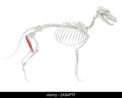 Rendu 3d illustration de l'anatomie du muscle semitendinosus - chien Banque D'Images