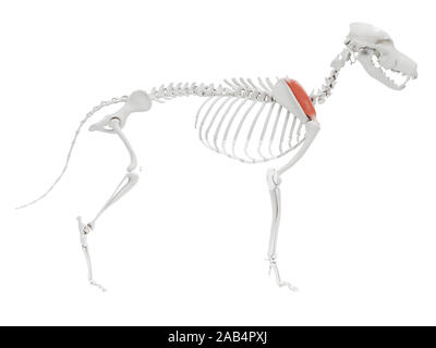 Rendu 3d illustration de l'anatomie du muscle supraspinatus - chien Banque D'Images