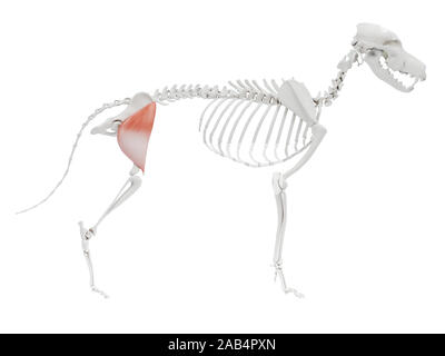 Rendu 3d illustration de l'anatomie musculaire chien - fascia lata tensor Banque D'Images