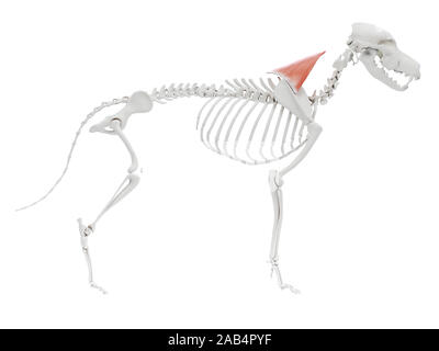 Rendu 3d illustration de l'anatomie musculaire chien trapèze - partie cervicale Banque D'Images