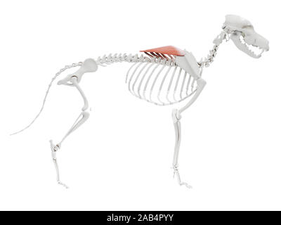 Rendu 3d illustration de l'anatomie musculaire chien trapèze - partie thoracique Banque D'Images