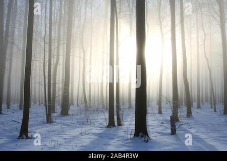 La forêt de feuillus de l'hiver sur un matin brumeux. Photo prise en décembre. Banque D'Images