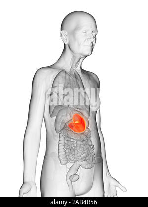 Anatomie en rendu 3d illustration d'un vieux Mans estomac Banque D'Images